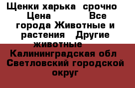 Щенки харька! срочно. › Цена ­ 5 000 - Все города Животные и растения » Другие животные   . Калининградская обл.,Светловский городской округ 